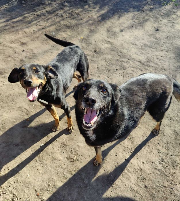 Красива, добра особлива собака Лада ТЕРМІНОВО в люблячу родину!
