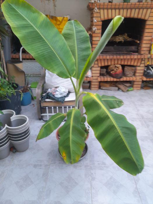 Planta bananeira.