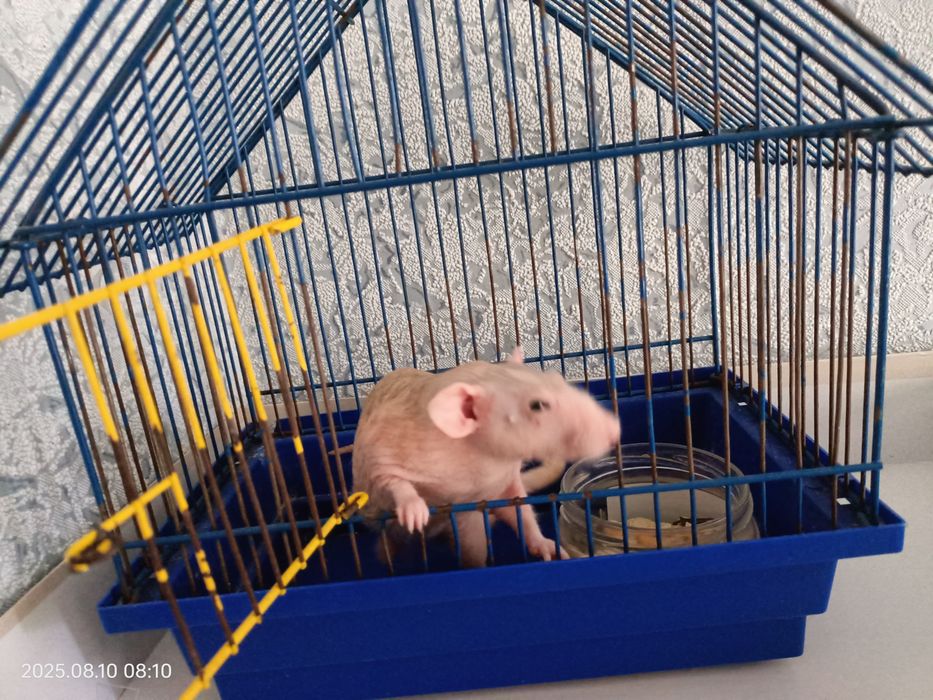 Сфінкс криска з кліткою