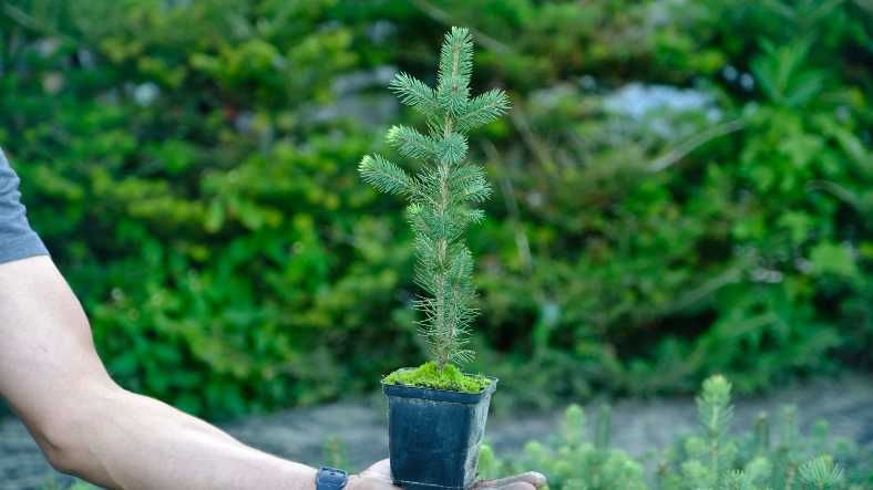 Świerk Srebrny 30 cm w doniczce p9, 6,00zł