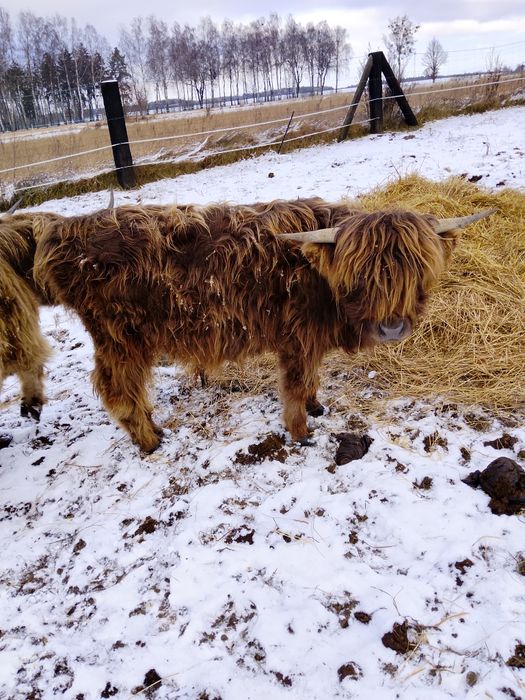 Bydło szkockie Highland Cattle