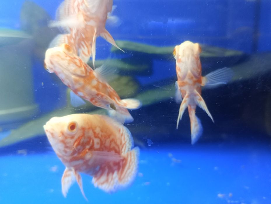 Pielęgnica Oscar Red Tiger nemo wysyłka