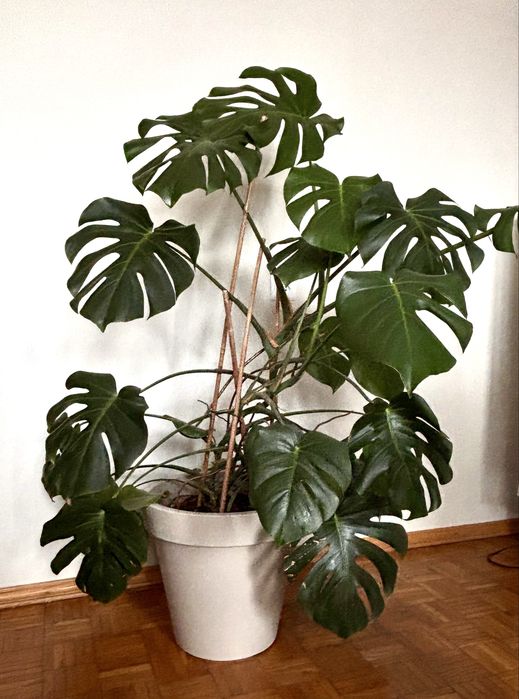 Monstera 110 cm