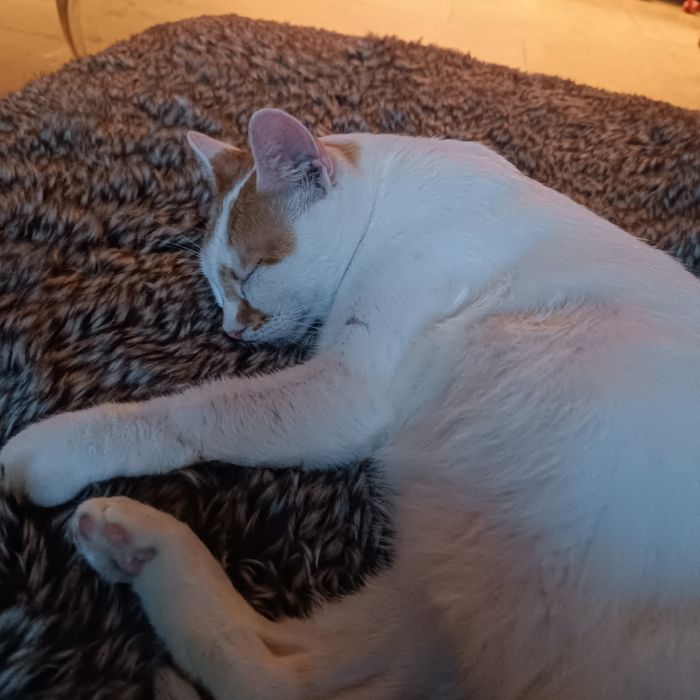 Dorosłe rodzeństwo do adopcji Fox i Florka