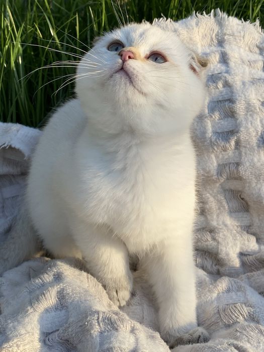 Золотая шиншилла