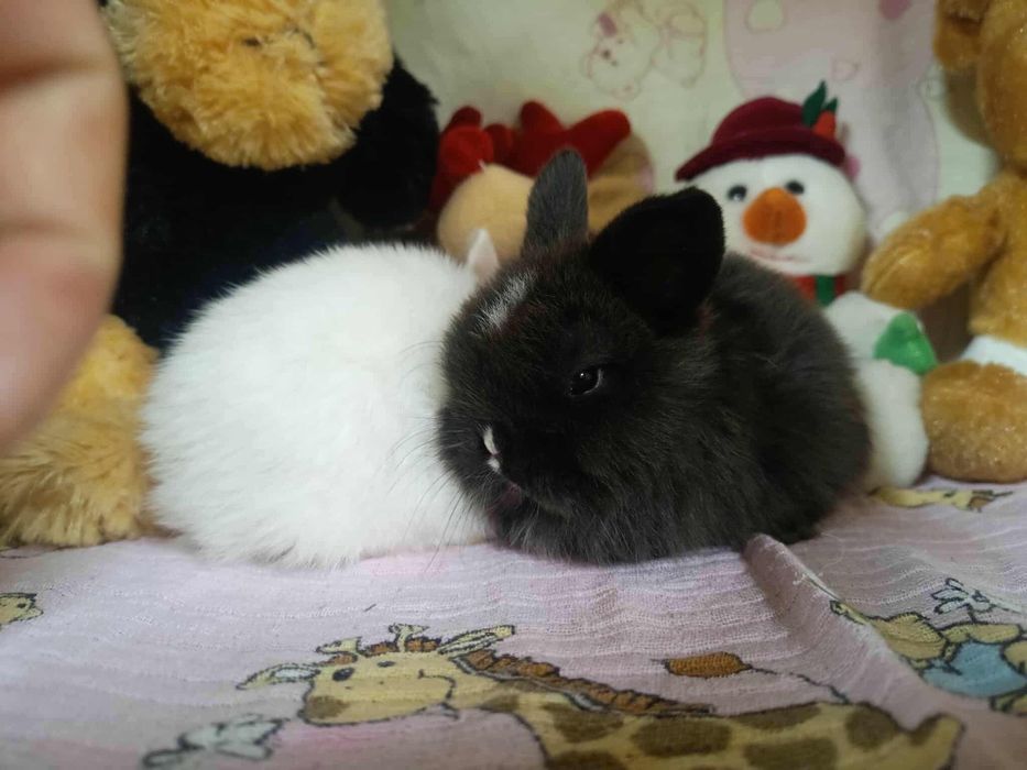 Sprzedam kroliki miniaturę mini loop mini lop