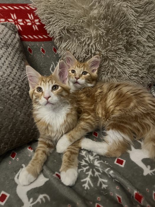 Kocięta  Maine Coon