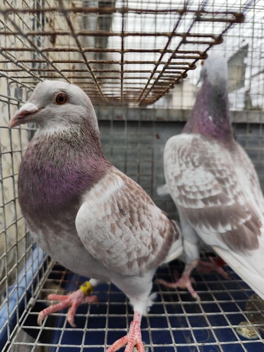 gołębie Vos 94, Vandenabeele, Szymle pałki