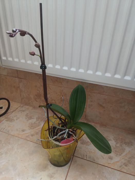 Продам  Орхідеї . Каттлея