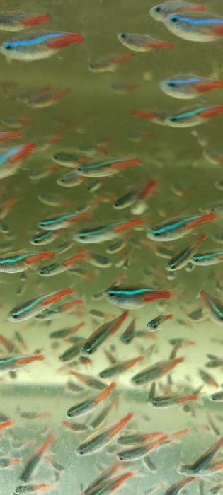 Рыбка Неон Синий