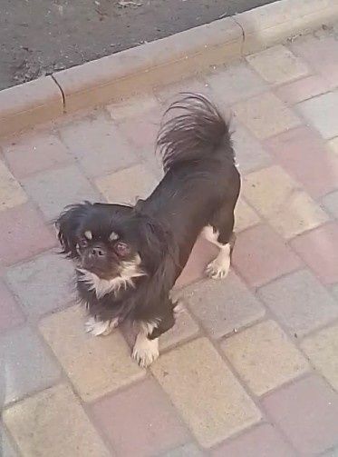 Девочка пекинес..