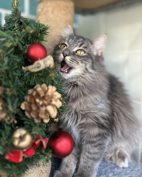 Пухнаста сибірська кішка 7-8 місяців