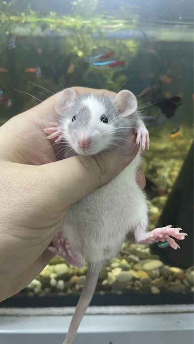 Пацюки дамбо, крисята хаскі, голубі , крысы