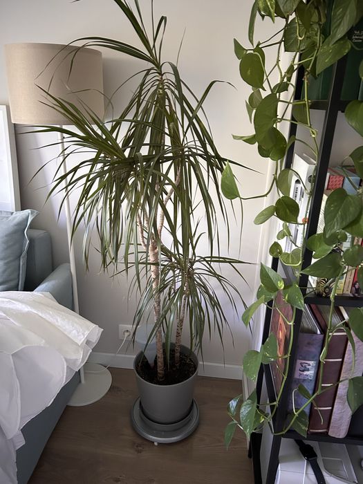 Dracena marginata