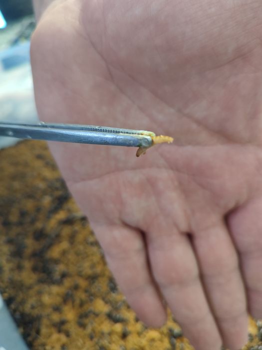 Larvas de Amendoim_Alimento de Peixes
