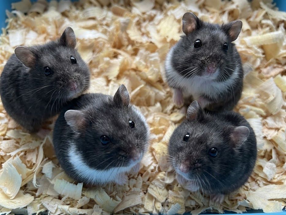 Chomiki Campbella