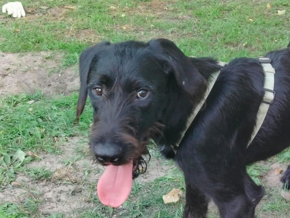 Pilna adopcja pieska