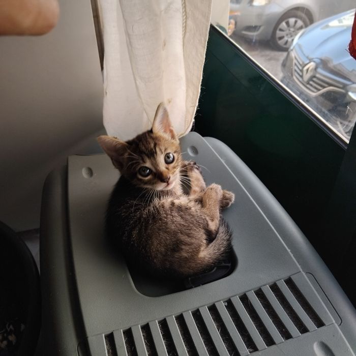 Gatinha fêmea para adoção responsável.