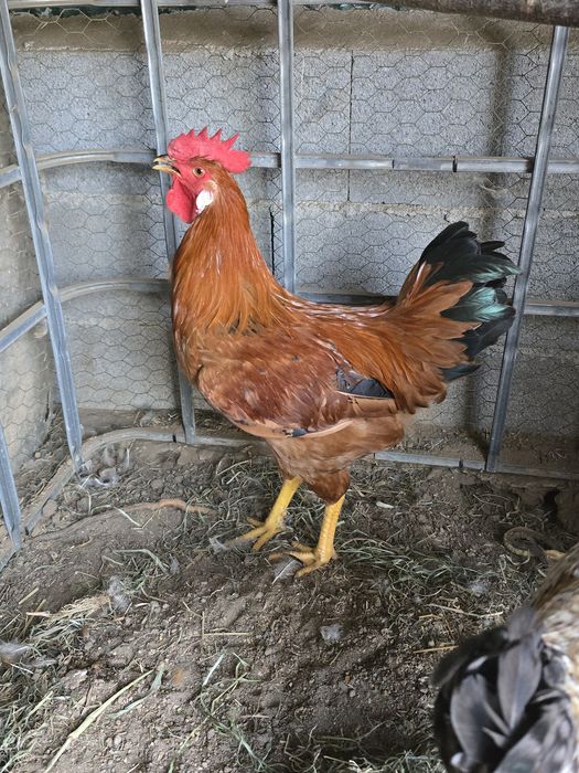 Galos jovens bonitos e saudáveis