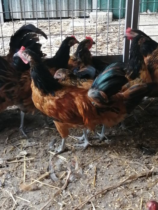 Galinhas da raça vorwerk