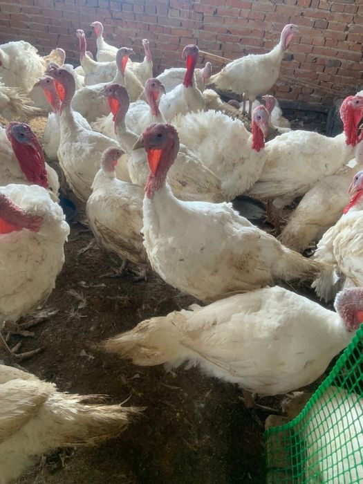 Індики,кури,індокачки(ваговики),кози(5літер молока)