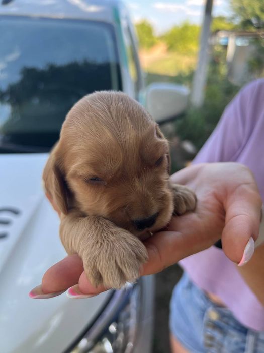 Поспішайте  є в наявності плюшеві Кокер Спанієль!Акція!