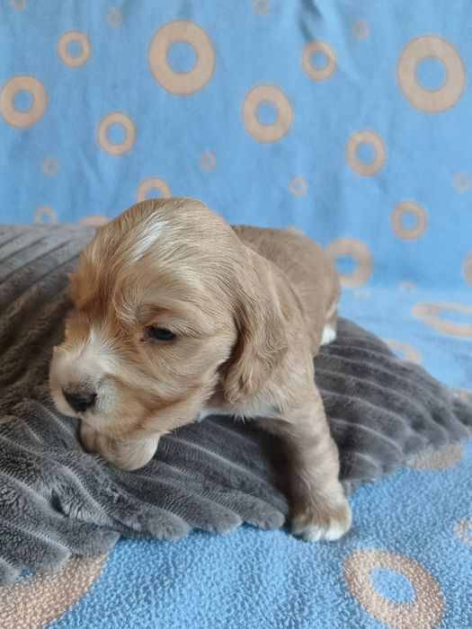 Suczka Cocker Spaniel Angielski