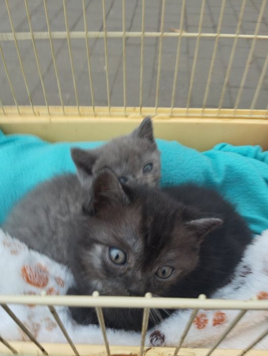 Кошенята британці