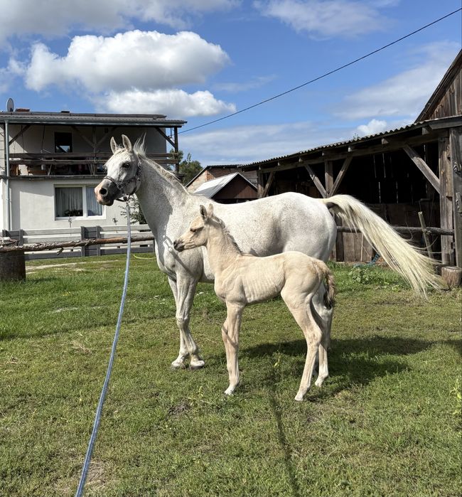 Klacz arabska z klaczką Quaraba