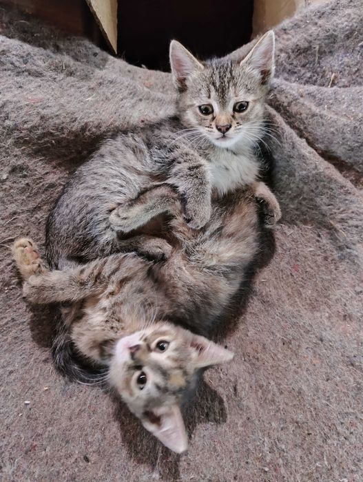 Роздаються кошенята!
