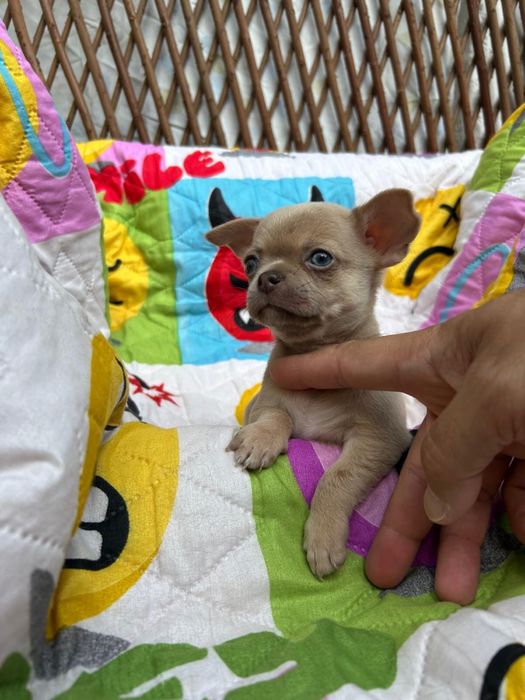 Menino Fawn Pelo Curto