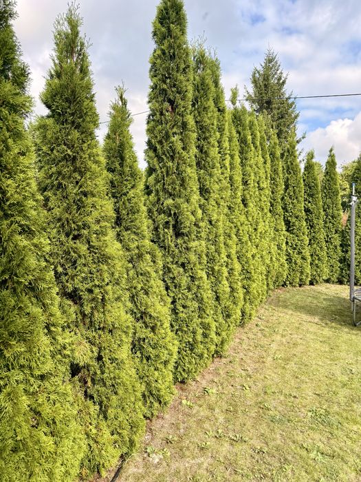 Działka ROD Gredzice Ciechanów