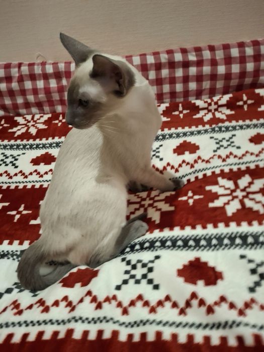 Ориентальный  котик блю поинт окраса