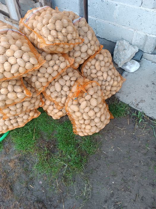 Sprzedam ziemniaki paszowe