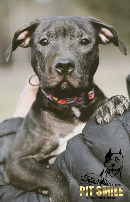 Американський Пітбультер'єр. Цуценята
