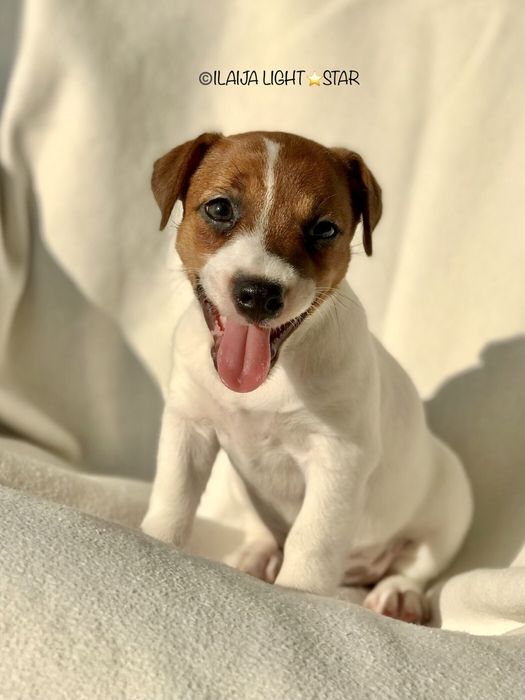 Шикарная  Девочка КСУ Питомник