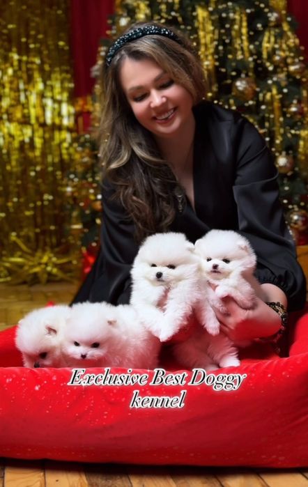 Білі цуценята померанські шпіци в типі ведмежатко з документами.  Шпіц