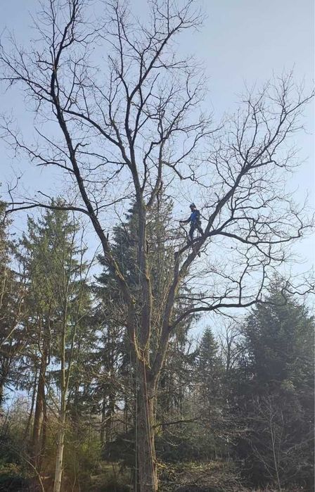 TREE CITY – profesjonalna wycinka drzew i usługi ogrodowe