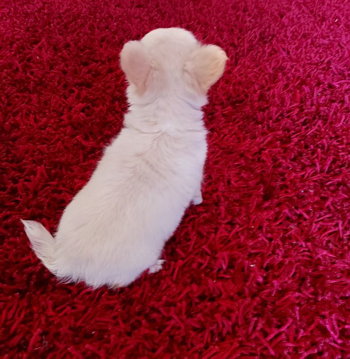 Chihuahua  pêlo Comprido Com  Lop ( Pedigree )