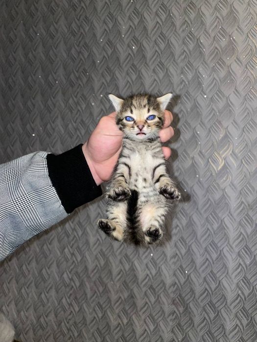 котята от настоящей самоедки