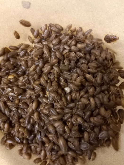 Sprzedam Wylęg Karaczana Dubia Argentyńskiego