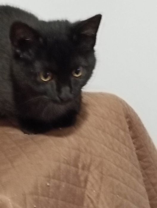 gatinha bebé para adoção responsável