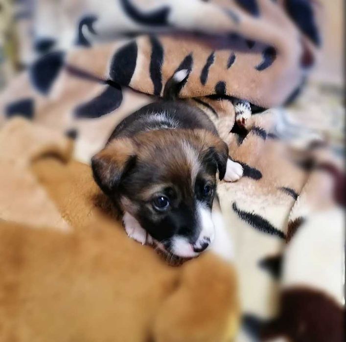 Віддам цуценятко в добрі руки