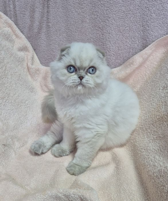 Голубоглаза красуня!