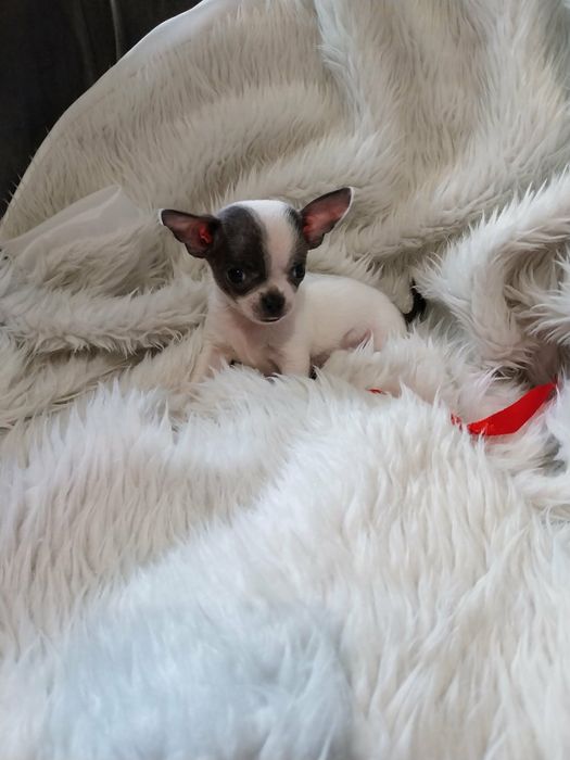 Chihuahua śliczny mini piesek !