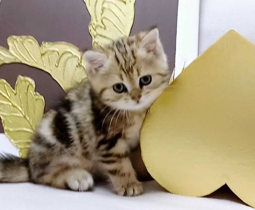 kittens. Кошенята ексклюзивні , чистокровні золоті і срібні шиншили.