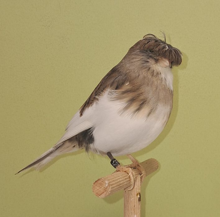 Kanarek gloster kanarki glostery samica szafirowa 2025 RS