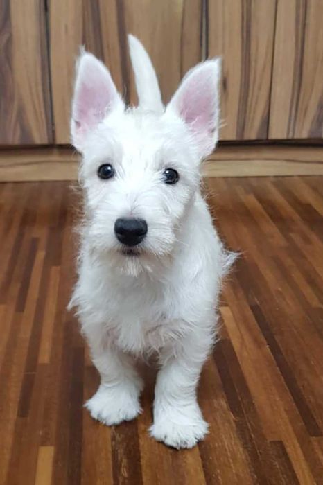 suczka West Highland White Terrier z metryką ZKWP po  Championie