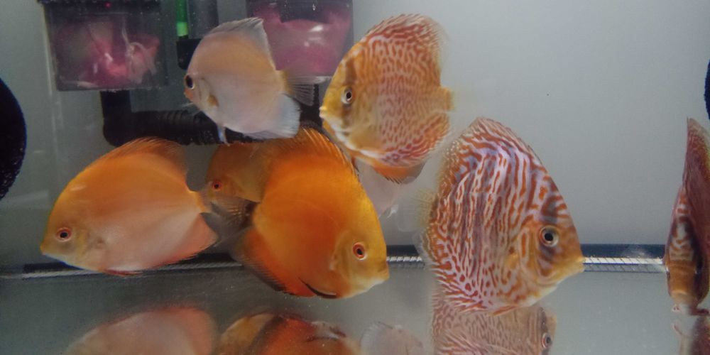 GB Dyskowce - PALETKI Red Turkus rozmiar ''XS'' do 4 cm