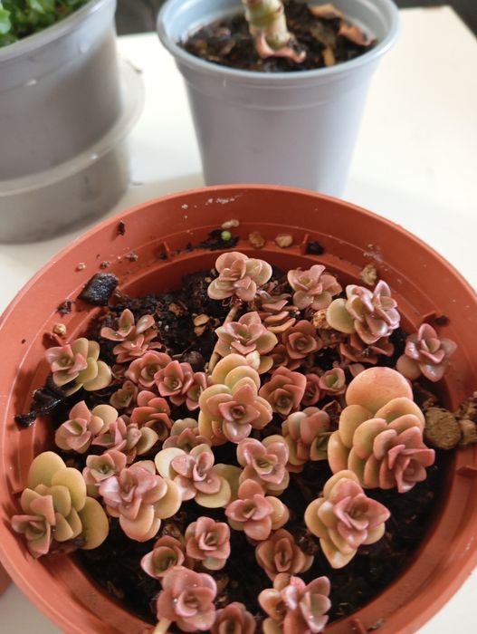 Plantas naturais 4 e 5 euros